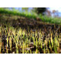 Seed Start - Engrais pour pelouse 4 Kg Herbatech - 3