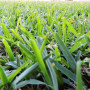 Seed Start - Lawn Fertilizer 4 Kg Herbatech - 4