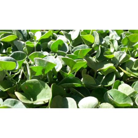 Semi Per Tappeto Erboso Bottos &ndash; Dicondra Repens &ndash; Confezione Da 0.5 Kg