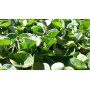 Dichondra Repens - 1 kg de graines de gazon