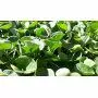 Dichondra Repens - 1 kg de semillas de césped