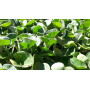 Dichondra Repens - 1 kg lawn seed Bottos - 3