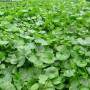 Almaprato Dicondra - Lawn seed 250 g Herbatech - 2