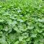 Almaprato Dicondra - Lawn seed 250 g