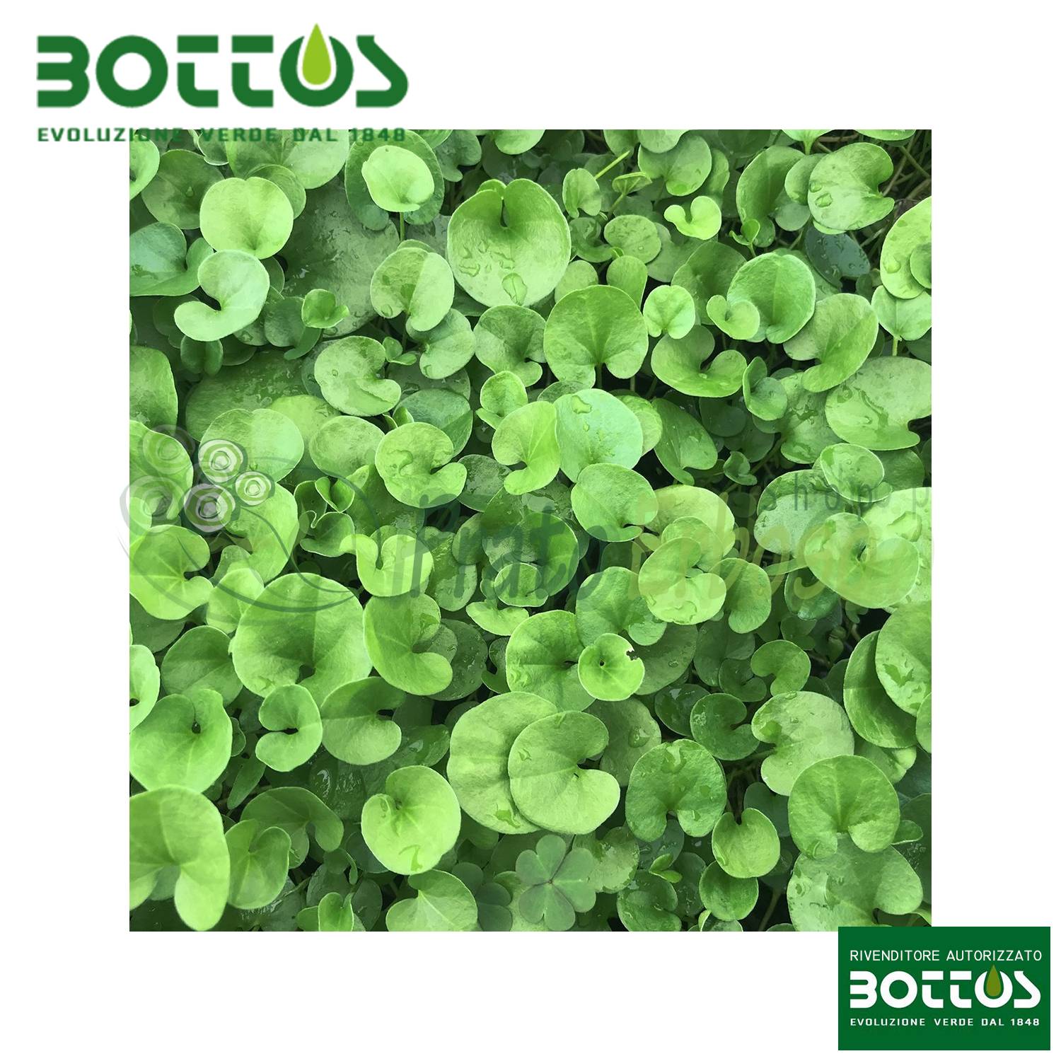 Dichondra Repens Più – Tappeto erboso a bassa manutenzione – 100 g Dichondra Repens Più – Tappeto erboso a bassa manutenzione – 100 g