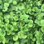 Dichondra Repens - 500 g de graines de gazon