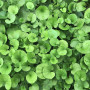 Dichondra Repens - 500g Lawn Seed - Bottos