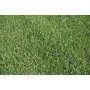 CLASSIC Rasen Prato Erboso - 3