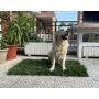 GreenZolla - Lettiera ecologica di prato vero Prato Erboso - 8
