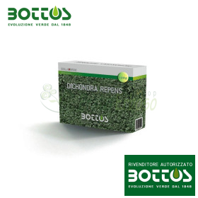 Dichondra Repens - 100 g Rasensamen