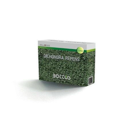 Dichondra Repens - 100 g lawn seeds