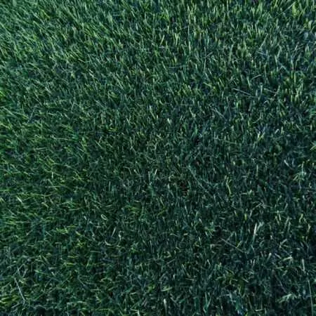 Pradera ELEGANCIA Prato Erboso - 1