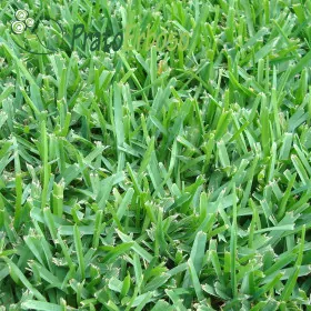 Lëndinë fshatar Prato Erboso - 1