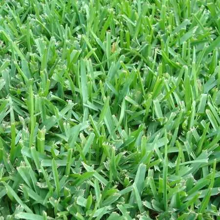 RUSTIC lawn Prato Erboso - 1