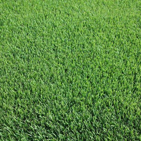 Lawn SPORTS Prato Erboso - 1