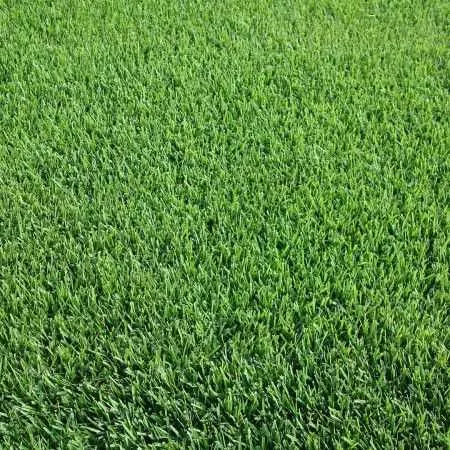 SPORTS Lawn Prato Erboso - 1