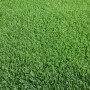 Césped DEPORTIVO Prato Erboso - 1