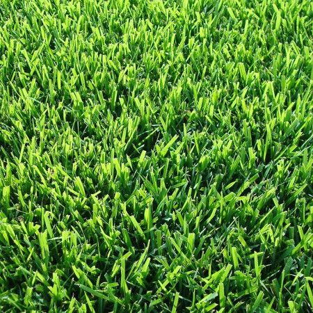 La pelouse de la SICILE Prato Erboso - 1