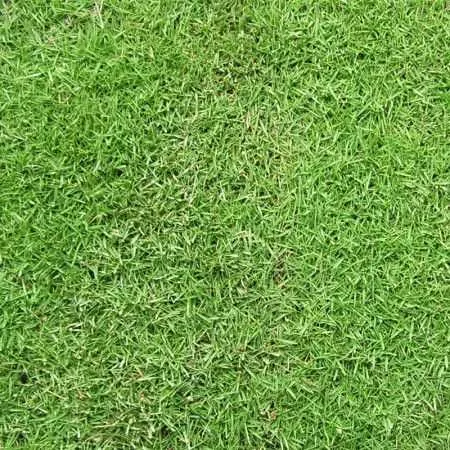 Encanto de la pradera Prato Erboso - 1