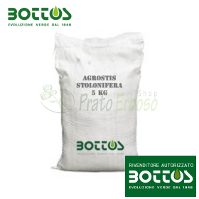 Agrostide Stolonifera Alpha - Graines pour pelouse de 1 Kg Bottos - 1
