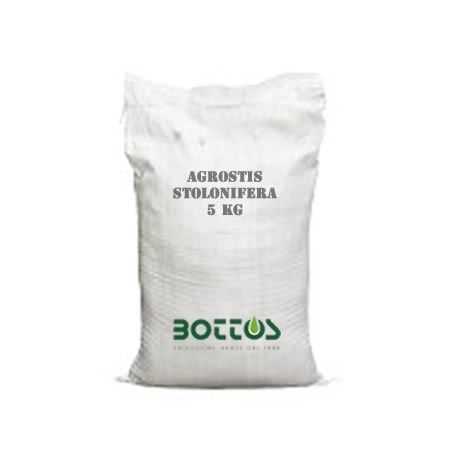 Agrostide Stolonifera Alpha - 1 kg de semences de gazon Bottos - 1