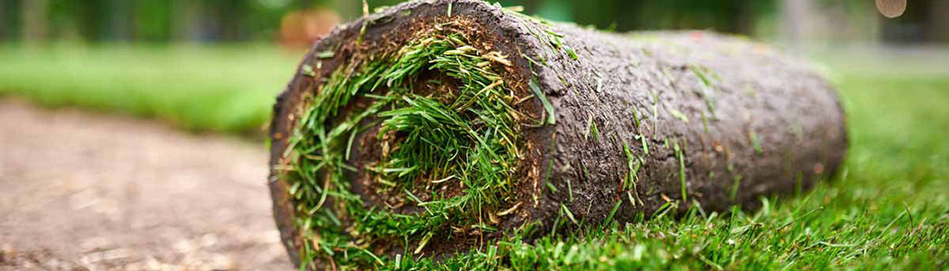 Rolled lawn