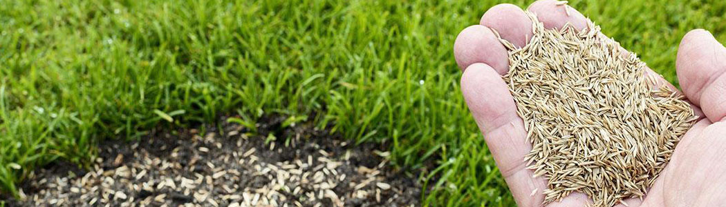 Lawn seeds