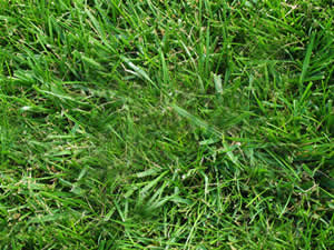 Festuca Arundinacea