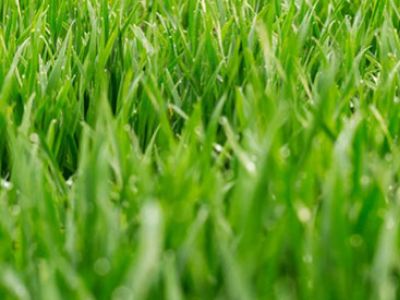 TRIKO PLUS is a natural ally for your lawn