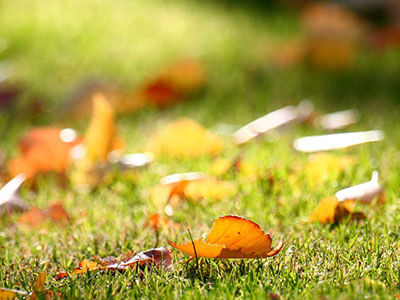 Calendario Verde para noviembre de 2025