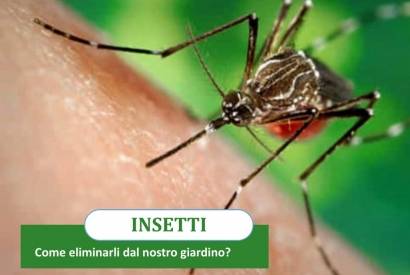 Mosquitoes and insects: How to eliminate them from our garden?