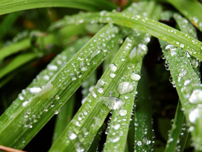 Dew control for lawn health in the fall