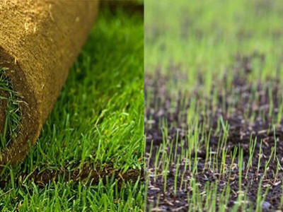 Sowing or ready lawn? The advantages of ready-made lawn.